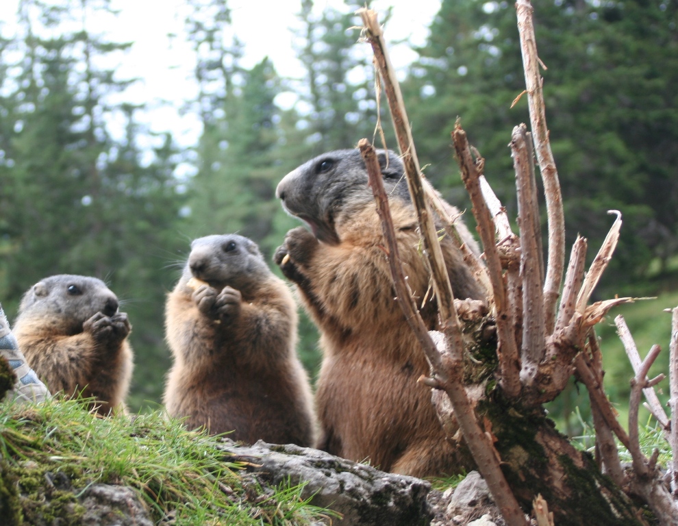 Marmotte - marmot